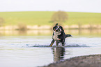 male Great Swiss Mountain Dog