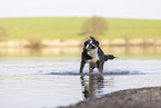 male Great Swiss Mountain Dog