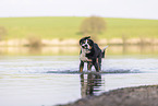 male Great Swiss Mountain Dog