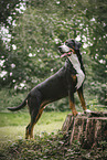 Great Swiss Mountain Dog