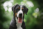 Great Swiss Mountain Dog