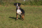 running Great Swiss Mountain Dog
