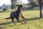 running Great Swiss Mountain Dog