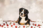 Great Swiss Mountain Dog in studio