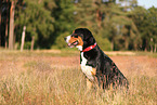 Great Swiss Mountain Dog