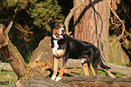 Great Swiss Mountain Dog