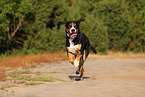 Great Swiss Mountain Dog