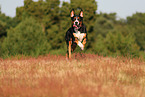 Great Swiss Mountain Dog
