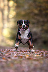 Great Swiss Mountain Dog