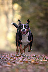 Great Swiss Mountain Dog