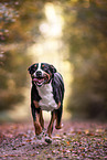Great Swiss Mountain Dog