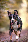 Great Swiss Mountain Dog