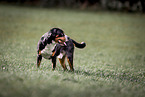 Great Swiss Mountain Dog