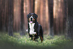 Great Swiss Mountain Dog
