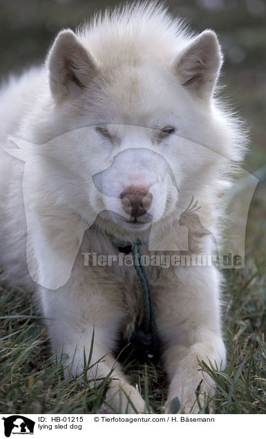 liegender Grnlandhund / lying sled dog / HB-01215