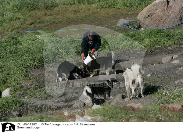 Greenland dogs / HB-01282