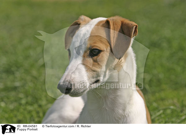 Puppy Portrait / RR-04581