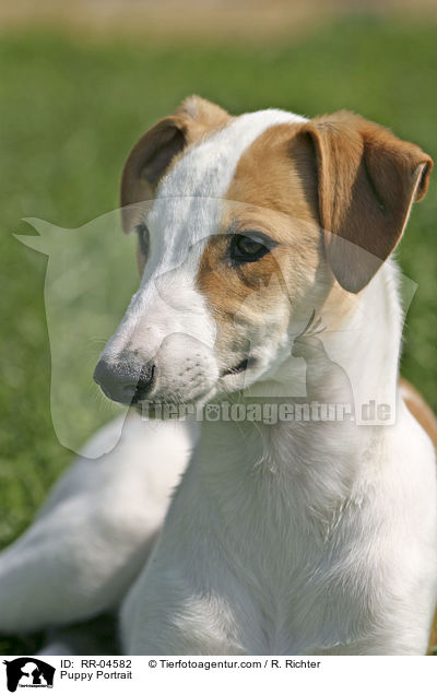 Puppy Portrait / RR-04582