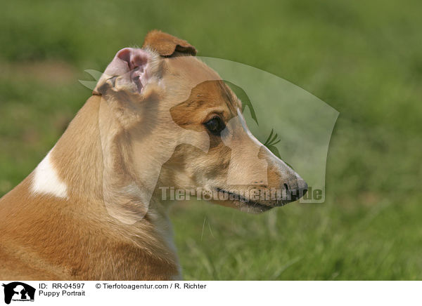 Puppy Portrait / RR-04597