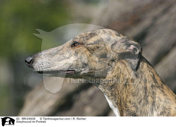 Greyhound im Portrait / RR-04606