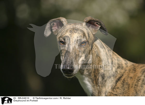 Greyhound im Portrait / RR-04610