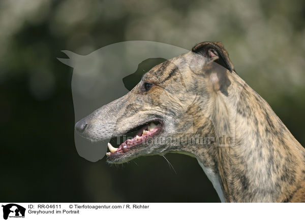 Greyhound im Portrait / RR-04611