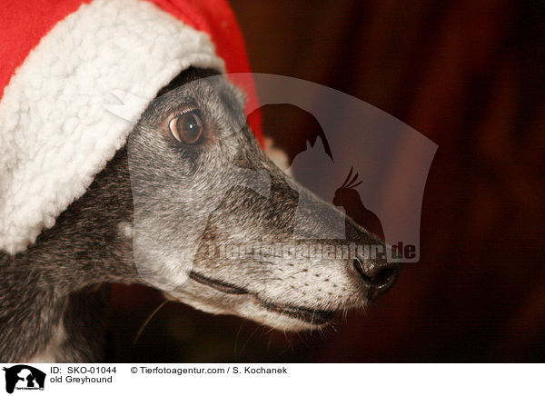alter Greyhound / old Greyhound / SKO-01044