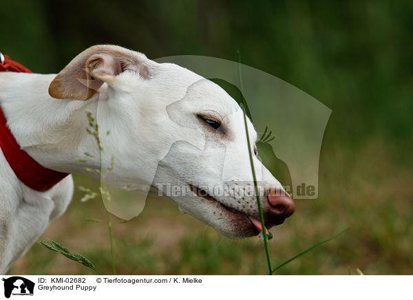 Greyhound Welpe / Greyhound Puppy / KMI-02682