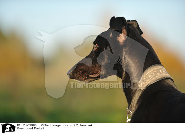 Greyhound Portrait / YJ-03996