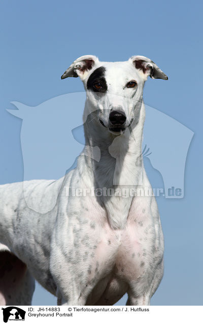 Greyhound Portrait / JH-14883