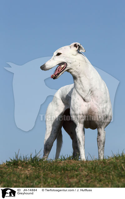 Greyhound / JH-14884
