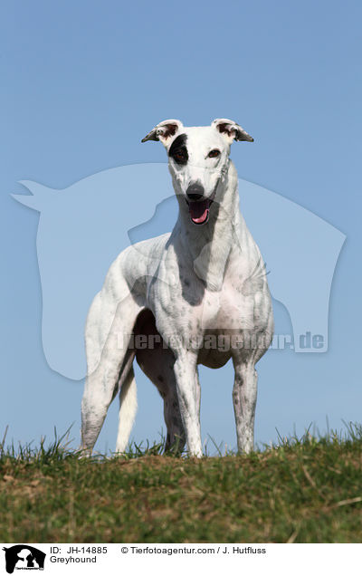 Greyhound / JH-14885