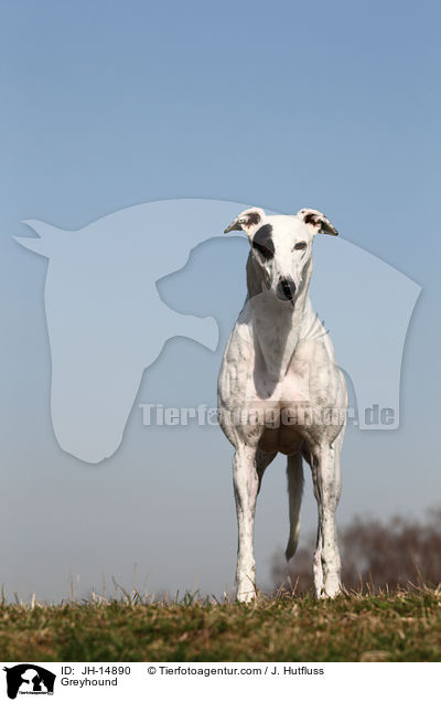 Greyhound / JH-14890