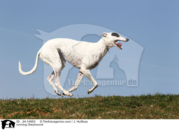 running Greyhound / JH-14893