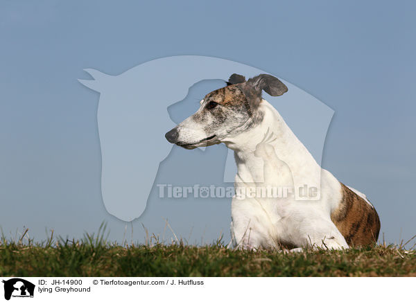 lying Greyhound / JH-14900