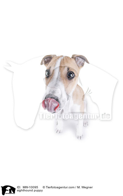 Greyhound Welpe / sighthound puppy / MW-10095