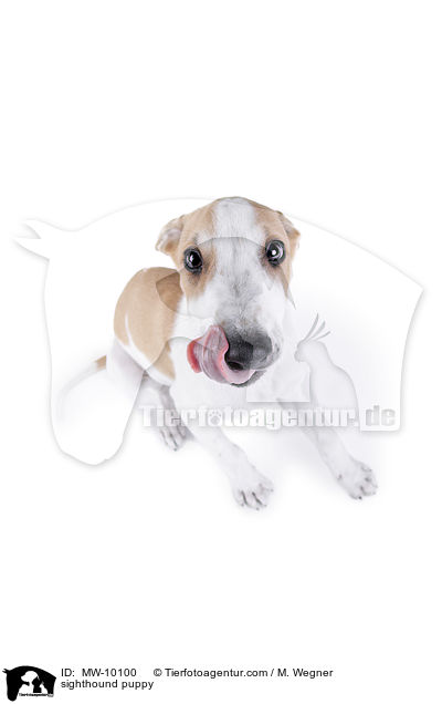 Greyhound Welpe / sighthound puppy / MW-10100