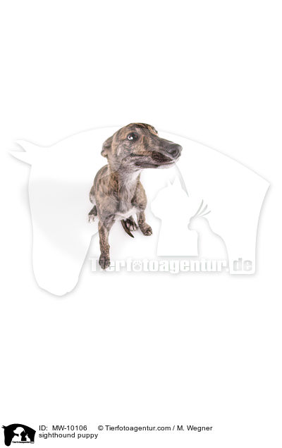 sighthound puppy / MW-10106