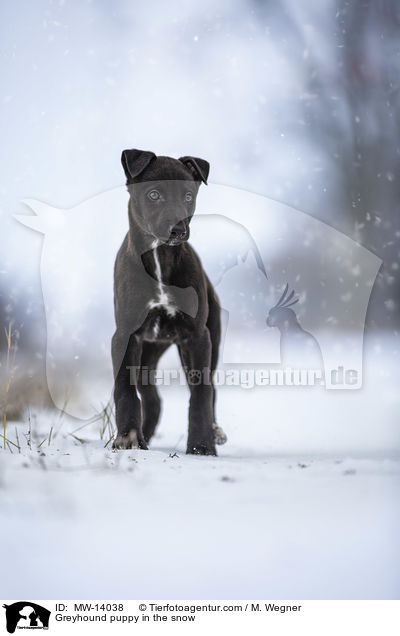 Greyhound puppy in the snow / MW-14038