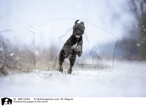 Greyhound puppy in the snow / MW-14044