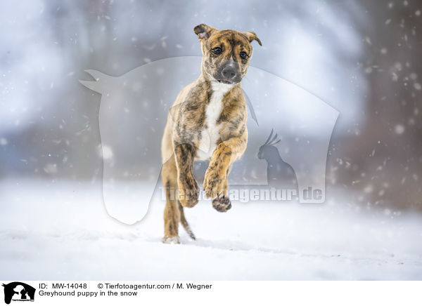 Greyhound puppy in the snow / MW-14048