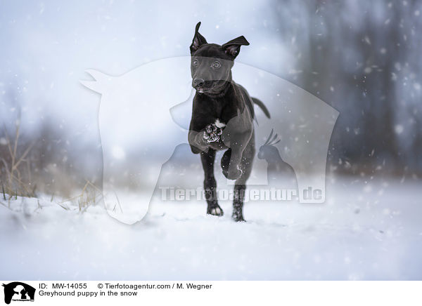 Greyhound puppy in the snow / MW-14055