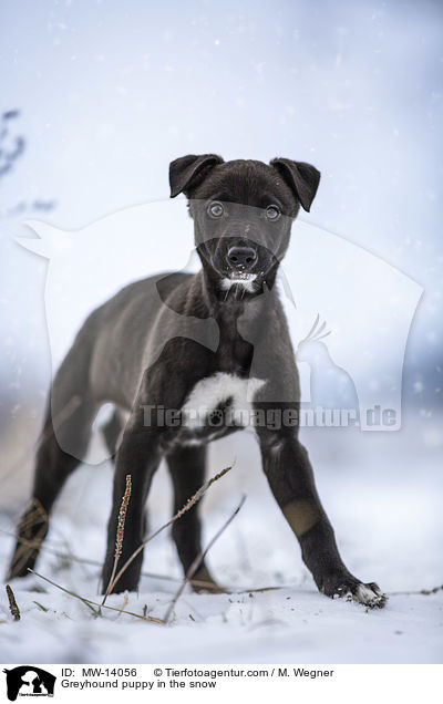 Greyhound puppy in the snow / MW-14056