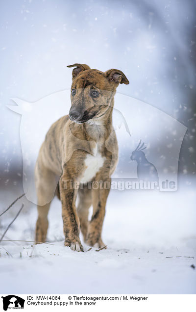 Greyhound puppy in the snow / MW-14064