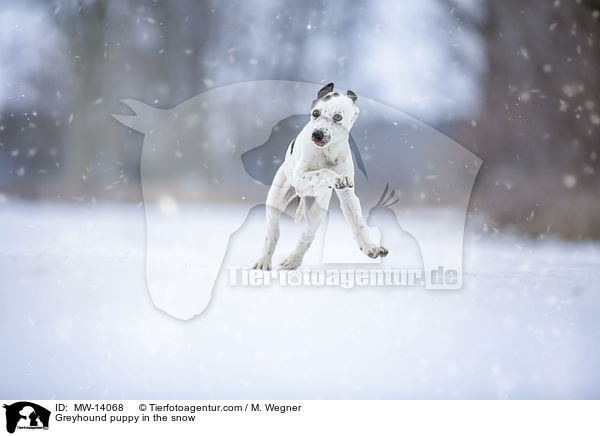 Greyhound puppy in the snow / MW-14068