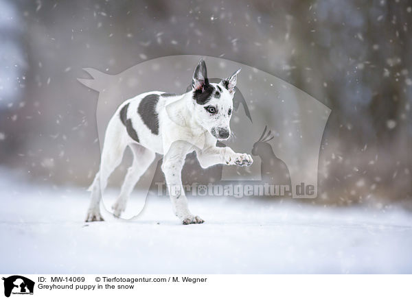 Greyhound puppy in the snow / MW-14069