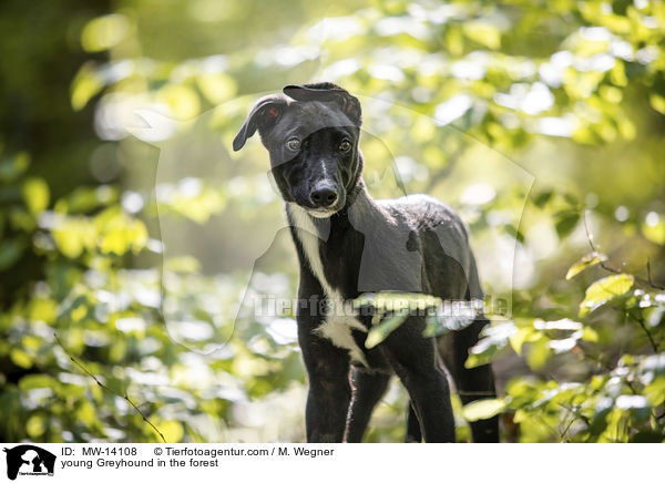 young Greyhound in the forest / MW-14108