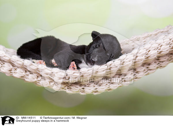 Greyhound Welpe schlft in Hngematte / Greyhound puppy sleeps in a hammock / MW-14511