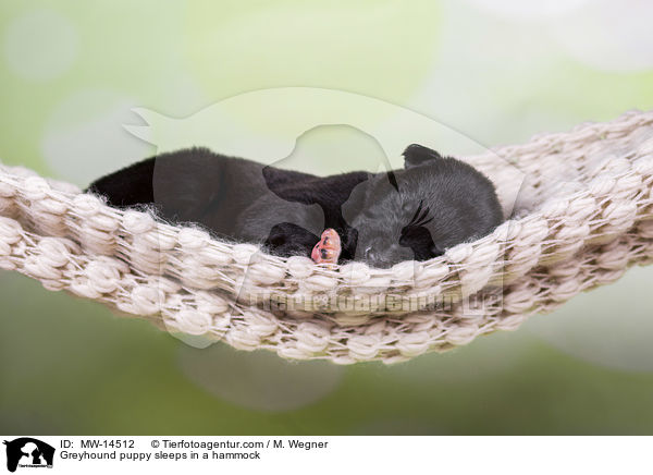Greyhound puppy sleeps in a hammock / MW-14512
