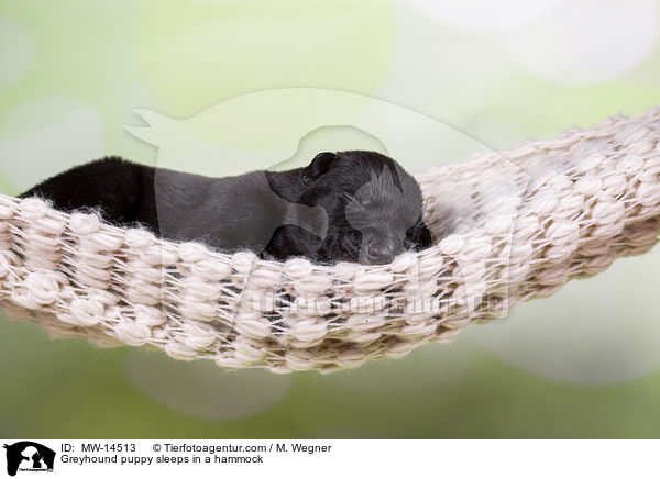 Greyhound puppy sleeps in a hammock / MW-14513